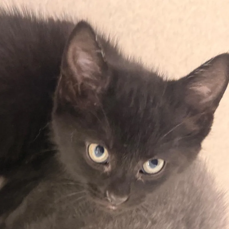 A baby small-sized male Black Domestic Short Hair cat named Licorice for adoption in Evansville, IN