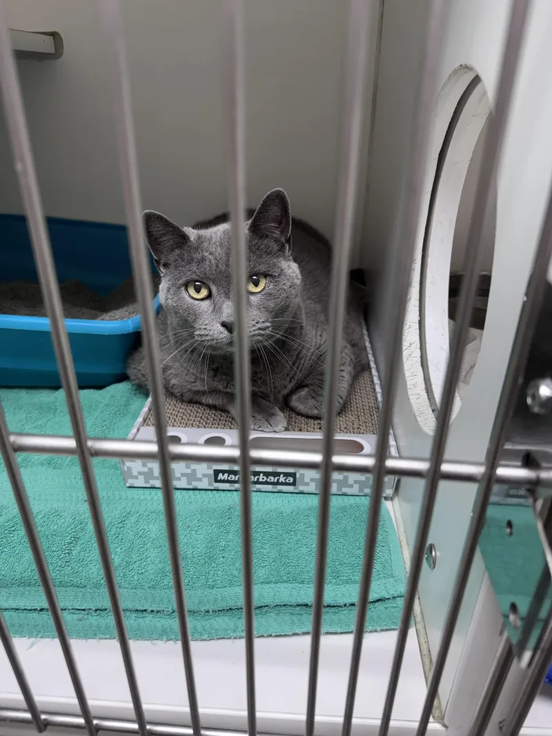 A senior large-sized female Gray / Blue / Silver Russian Blue cat named Quincy for adoption in Gainesville, FL