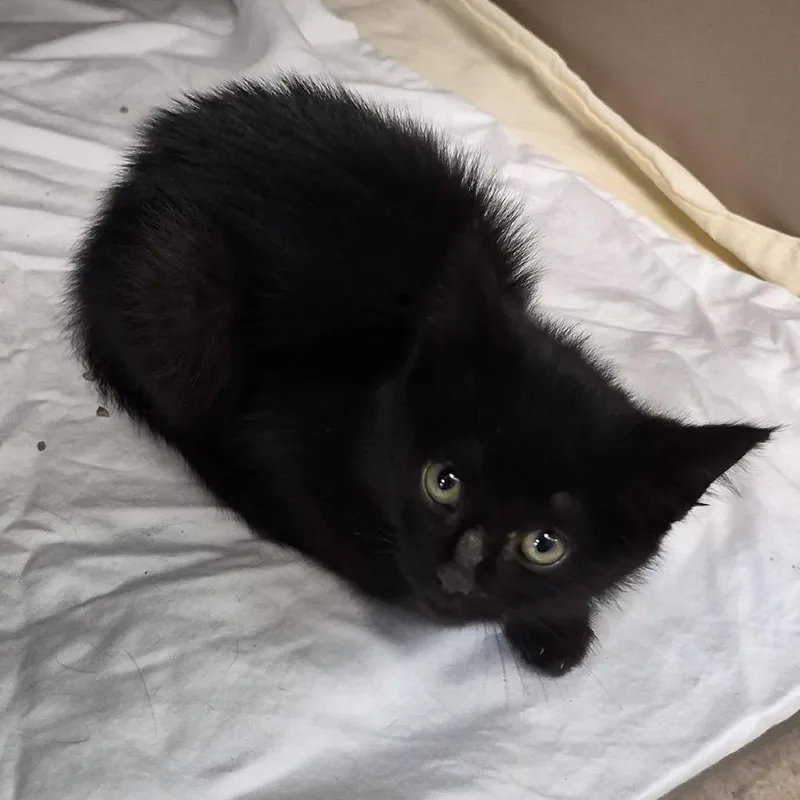 A baby small-sized female Black Domestic Short Hair cat named Ethel Caine for adoption in Cleveland, MS