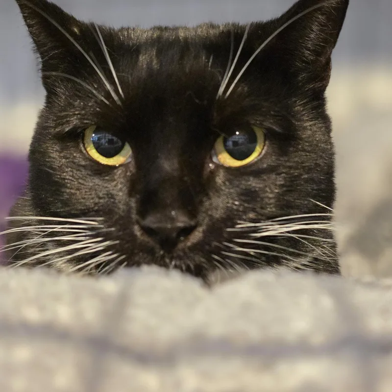 A young medium-sized female Black & White / Tuxedo Tuxedo cat named Sienna: A Timeless Beauty! for adoption in North Bergen, NJ