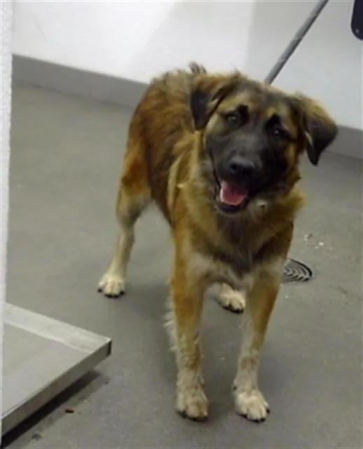 A young large-sized female German Shepherd Dog dog named Zoe for adoption in Mesa, AZ