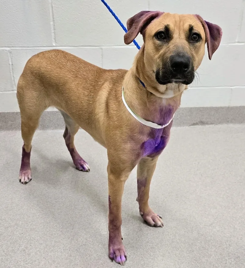 An adult large-sized female Hound dog named 26-422 for adoption in Amityville, NY