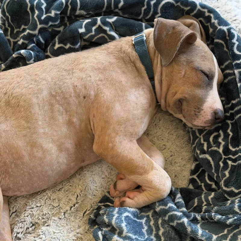 A baby medium-sized female Pit Bull Terrier dog named Roxy for adoption in Krum, TX