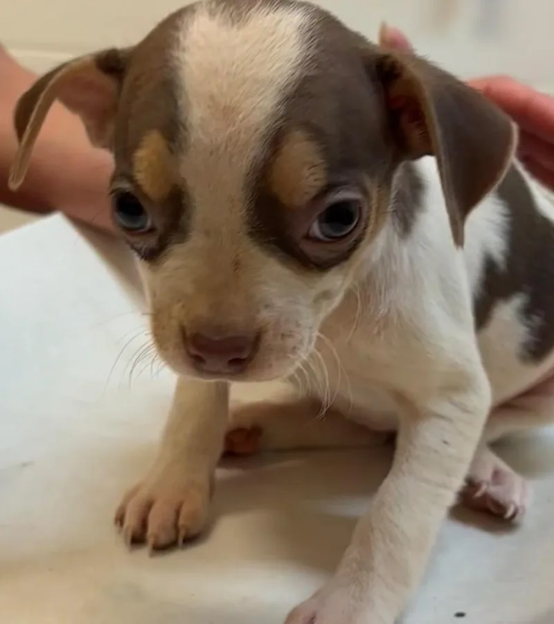 A baby small-sized female Chihuahua dog named Mariah for adoption in Elizabethton, TN