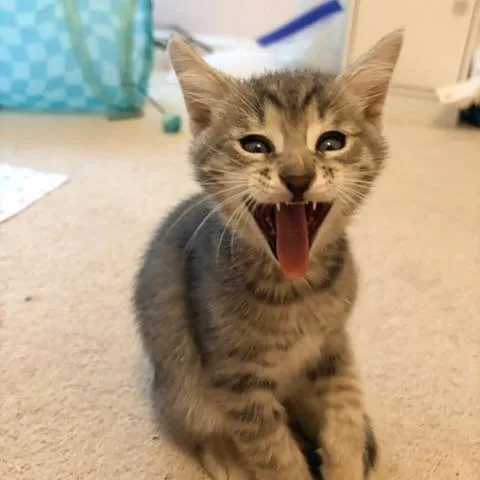 A baby small-sized male Domestic Short Hair cat named Freddy for adoption in Cumming, GA