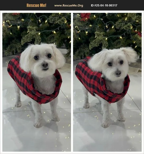 A senior small-sized male White / Cream Maltese dog named Mushu for adoption in Port Saint Lucie, FL