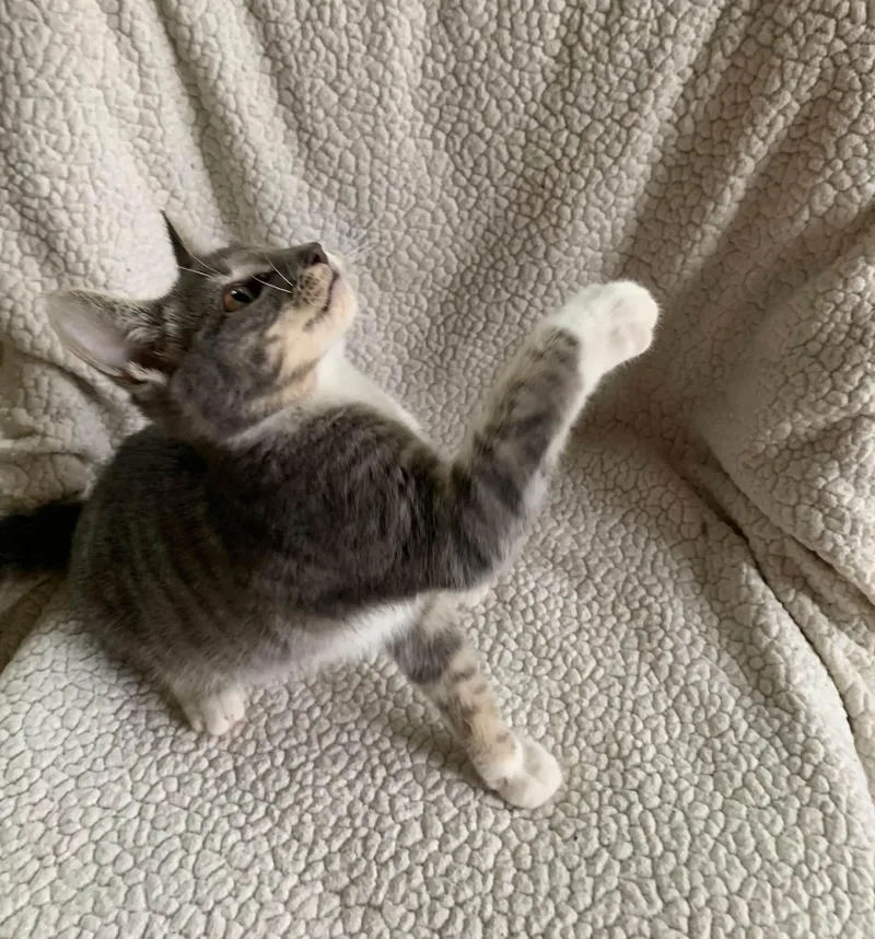A baby medium-sized male Tabby (Brown / Chocolate) Domestic Short Hair cat named Orville for adoption in Battle Creek, MI
