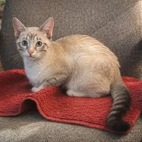 A baby medium-sized female Tabby (Gray / Blue / Silver) Tabby cat named Autumn and Winter  for adoption in Spring Branch, TX
