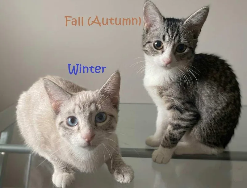 Autumn and Winter  thumbnail 3