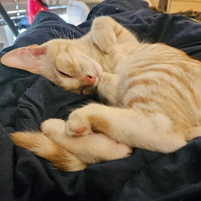 A baby small-sized male Orange / Red Domestic Short Hair cat named Helios for adoption in Los Angeles, CA