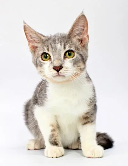 A baby small-sized male Domestic Short Hair cat named Pineapple for adoption in Morton Grove, IL