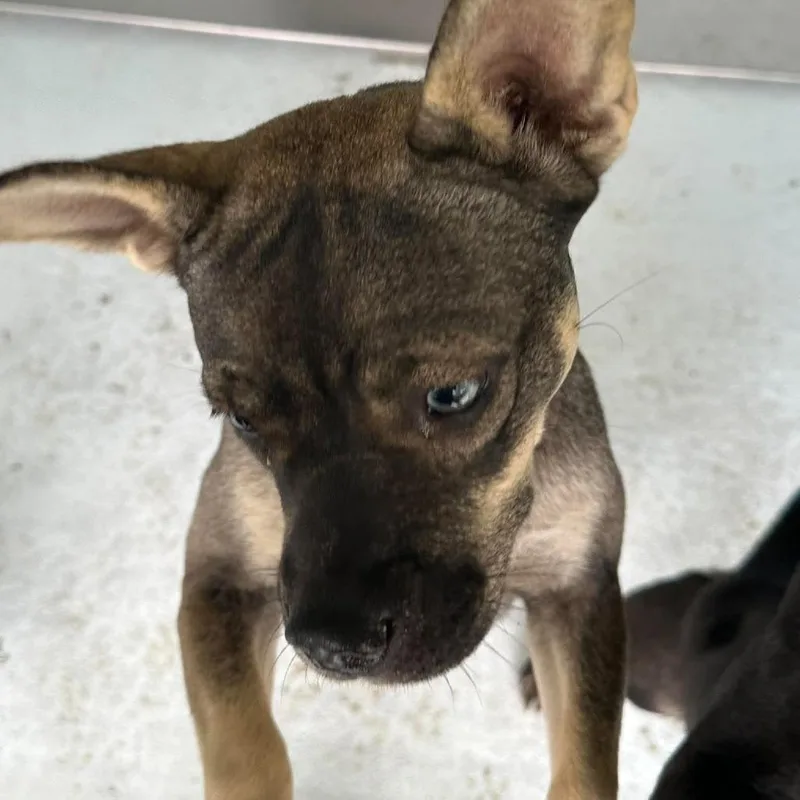 A baby medium-sized female Australian Shepherd dog named Siren for adoption in Bastrop, TX