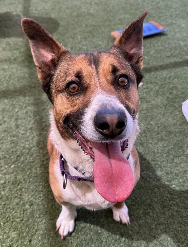 An adult medium-sized male Shepherd dog named Cinnamon for adoption in Oceanside, CA