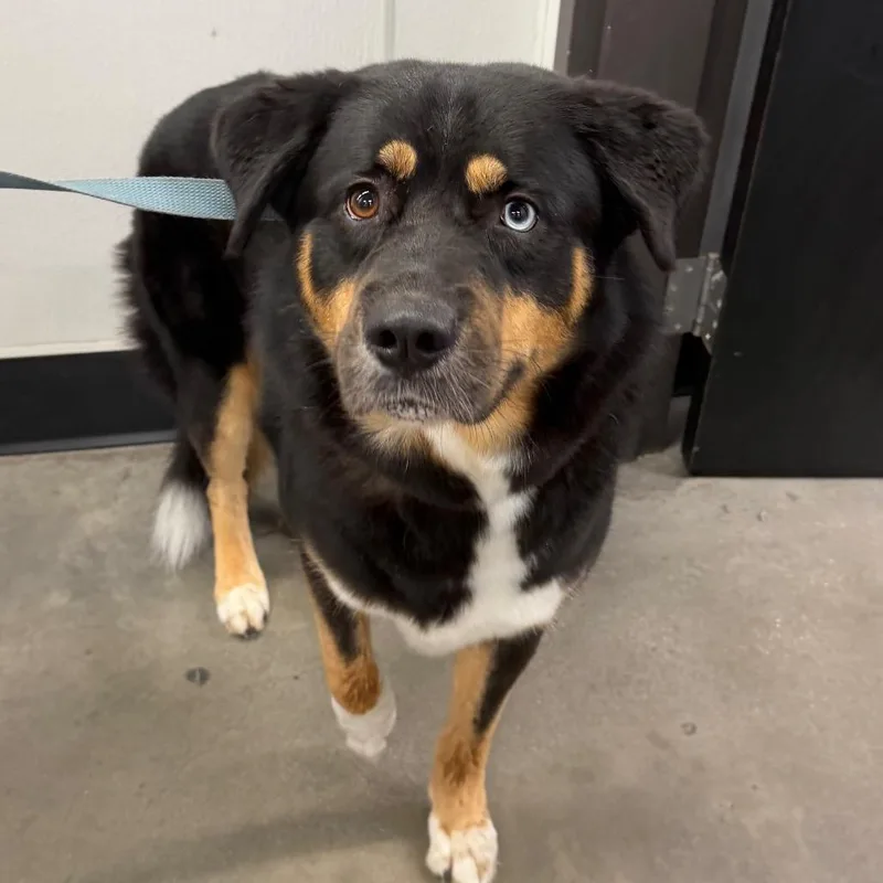 An adult large-sized male Rottweiler dog named Kobe for adoption in Tampa, FL