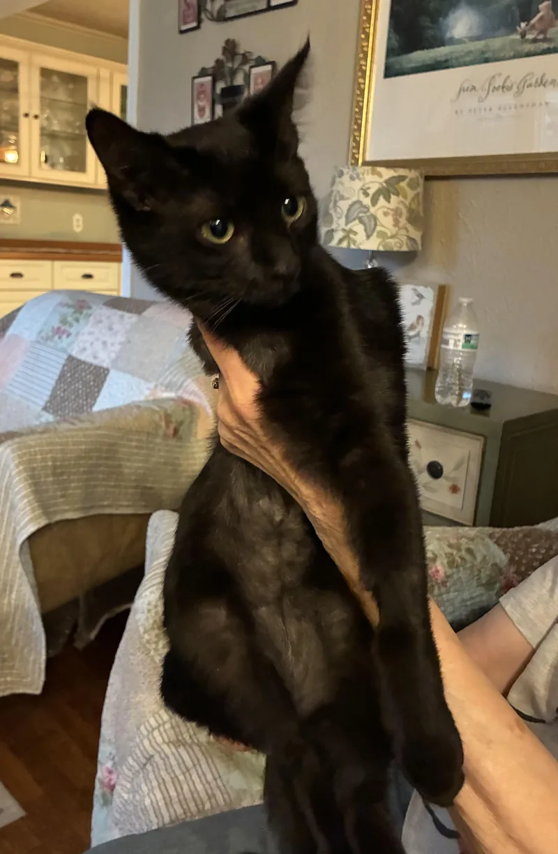 A baby medium-sized female Black Domestic Short Hair cat named Penelope for adoption in Macomb, MI