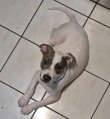 A baby medium-sized male Mixed Breed dog named Zeus for adoption in Hobart, IN