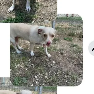 An adult small-sized female White / Cream Chihuahua dog named Daisy for adoption in Rockville, MD