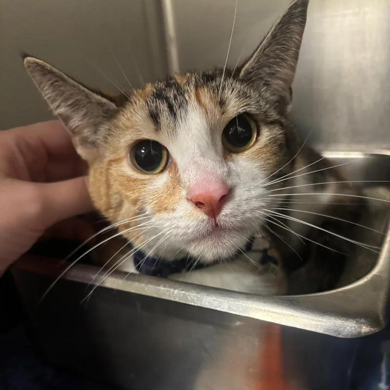 A young small-sized female Calico Domestic Short Hair cat named Kiwi C for adoption in Napoleon, OH