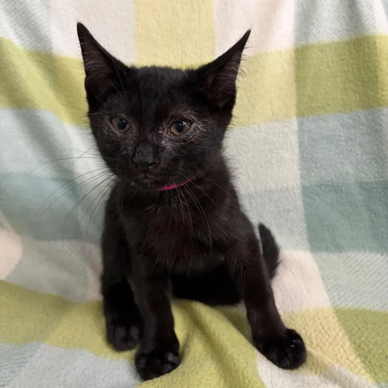 A baby small-sized male Black Domestic Short Hair cat named Enzo for adoption in West Point, MS
