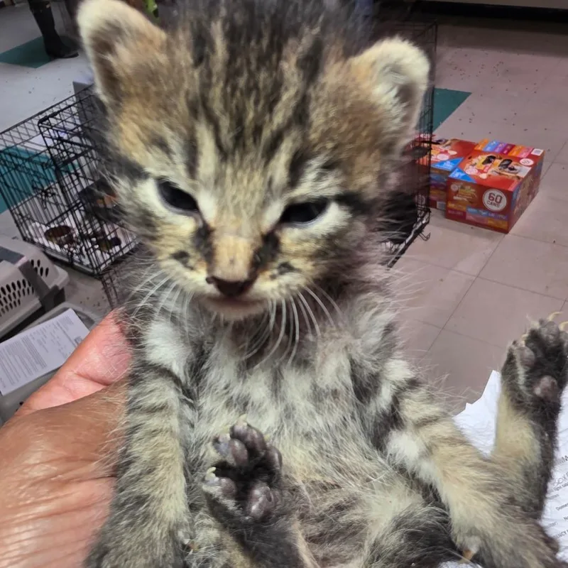A baby small-sized female Brown / Chocolate Domestic Short Hair cat named Pacquiao for adoption in Leander, TX