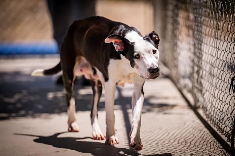 An adult medium-sized female Pit Bull Terrier dog named Snow White for adoption in Twentynine Palms, CA