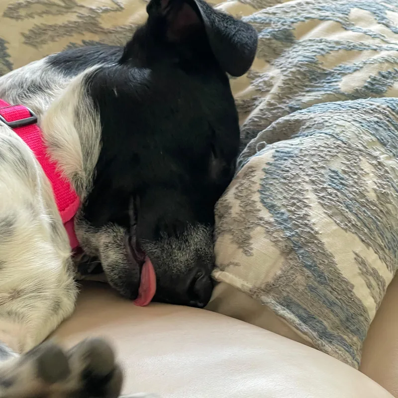 Charlie thumbnail 3