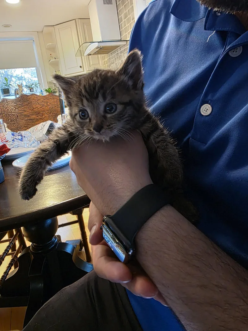 A baby medium-sized male Brown / Chocolate Domestic Short Hair cat named Pickett for adoption in Trenton, NJ