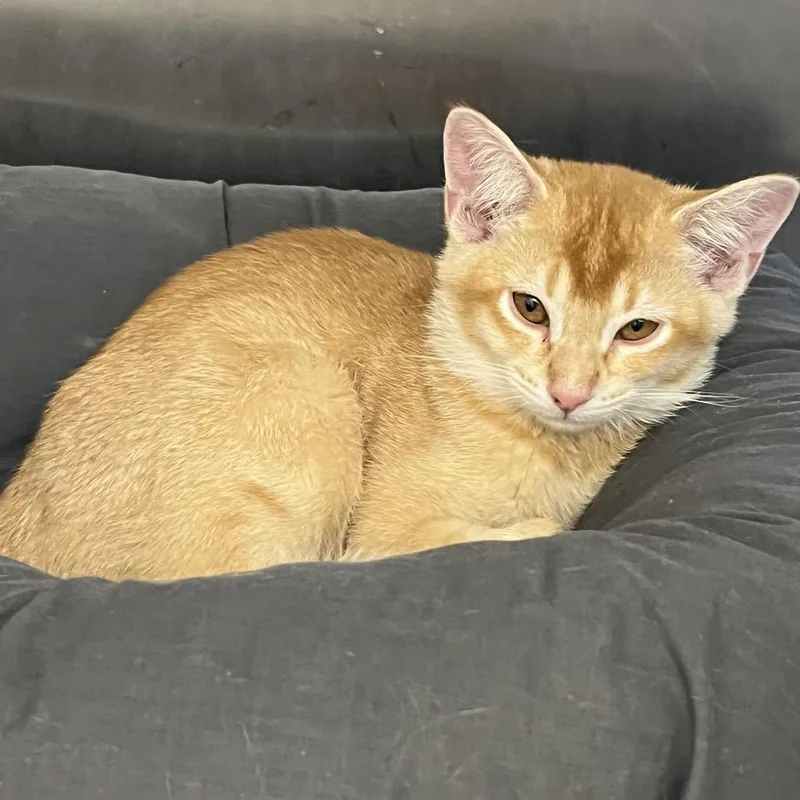 A baby small-sized female Domestic Short Hair cat named Twix for adoption in Calverton, NY
