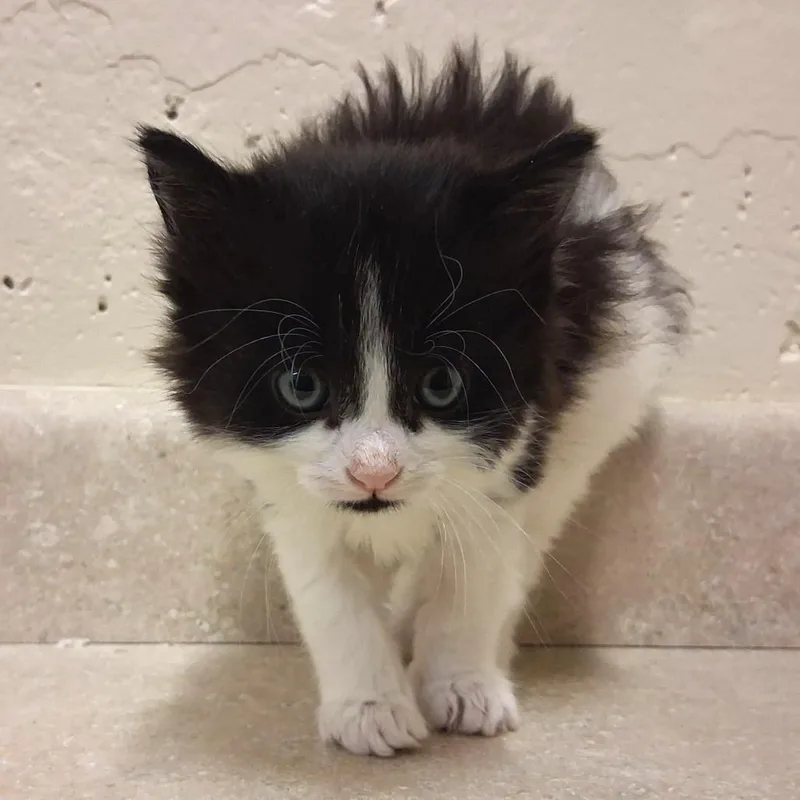 A baby small-sized female Black Domestic Long Hair cat named Rutabaga for adoption in Middlebury, VT