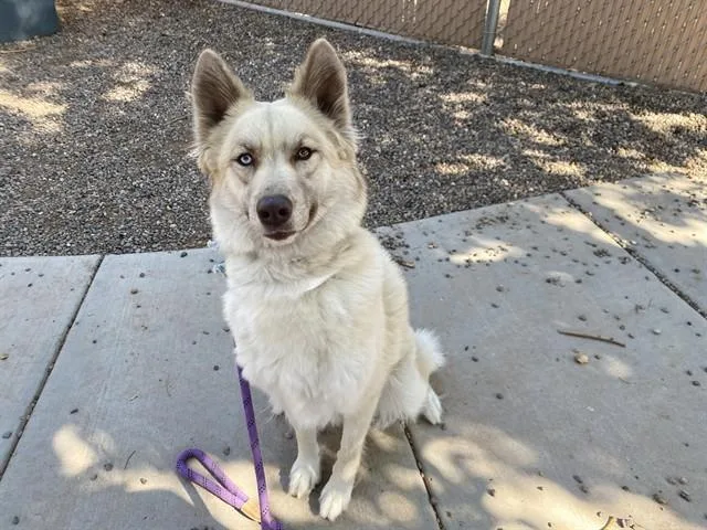 A young large-sized female Siberian Husky dog named Xena for adoption in Phoenix, AZ