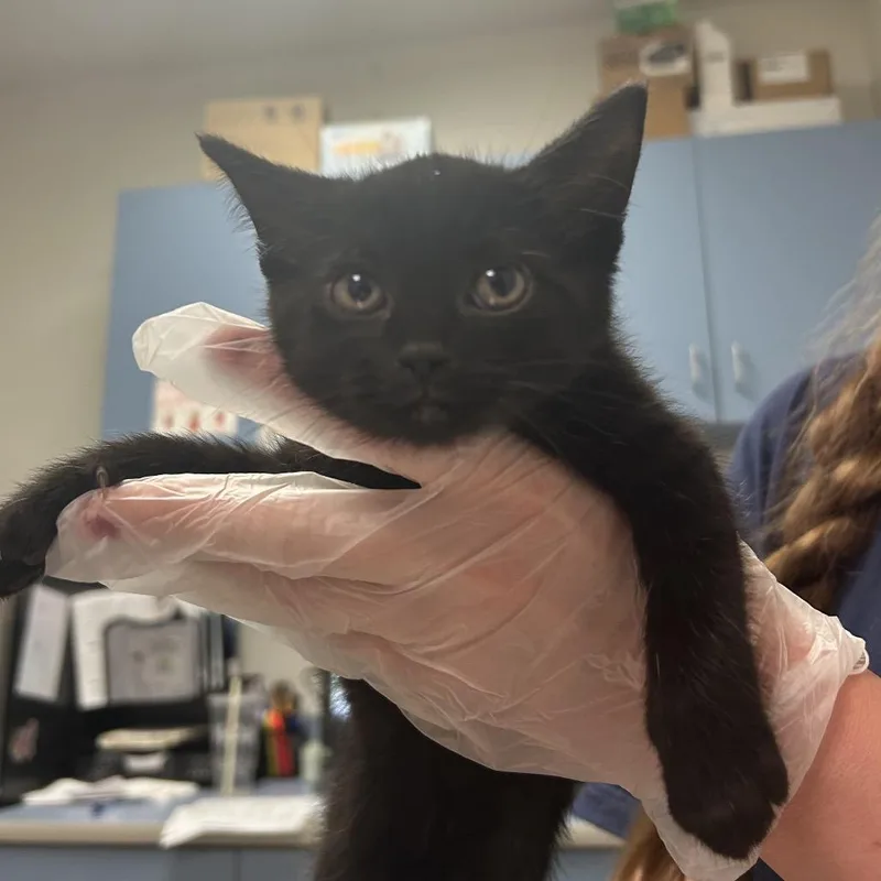 A baby small-sized male Black Domestic Short Hair cat named Tata for adoption in Charleston, WV