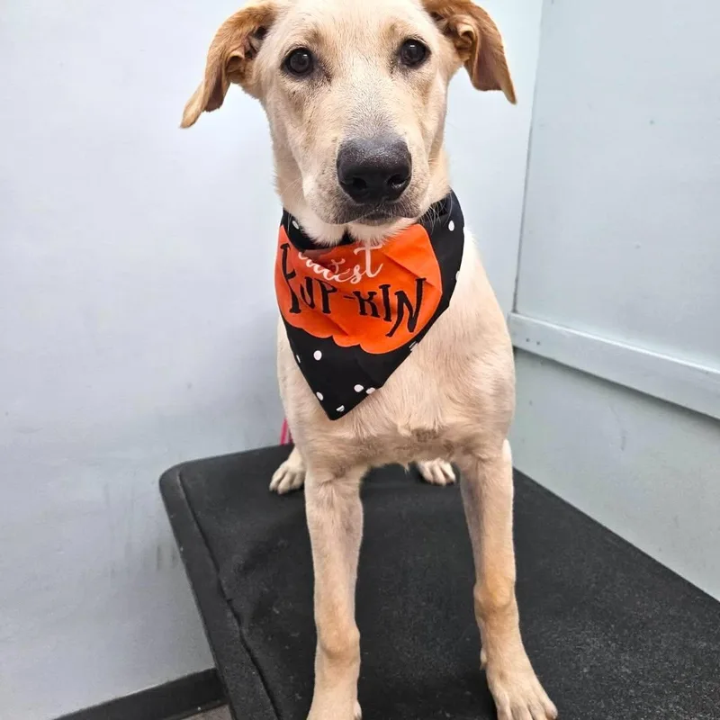 A baby large-sized male Labrador Retriever dog named Tristan for adoption in Los Angeles, CA