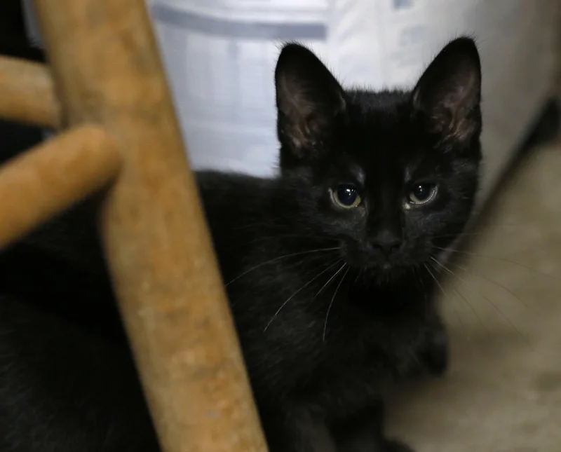 A baby medium-sized female Black Domestic Short Hair cat named Sunara for adoption in Cut Bank, MT