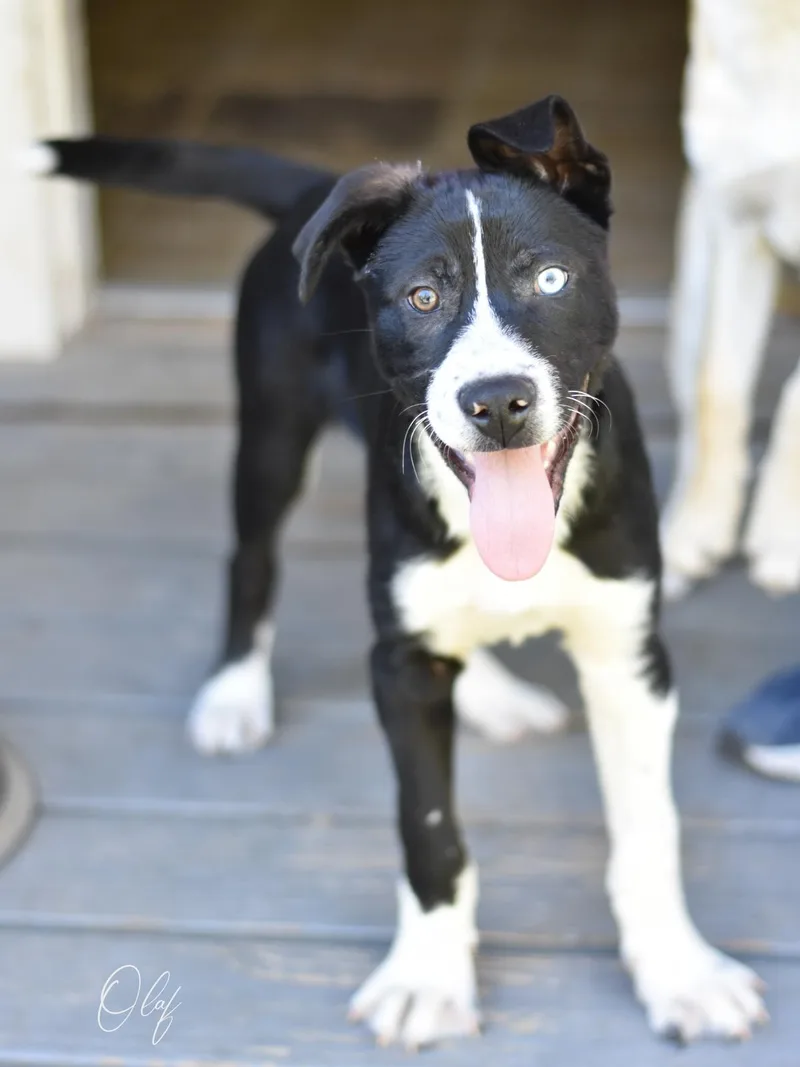 A baby medium-sized male Black Husky dog named Olaf for adoption in Conroe, TX