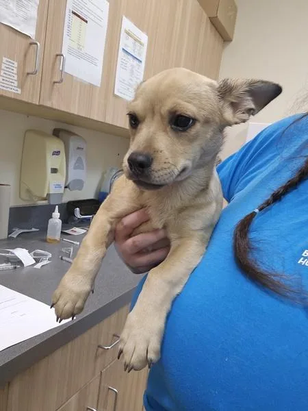A baby small-sized male French Bulldog dog named Popeye for adoption in Kennewick, WA