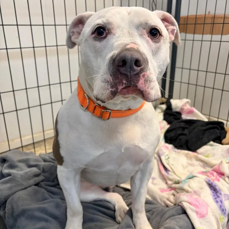 An adult large-sized male White / Cream American Bulldog dog named Gus Gus for adoption in Kerrville, TX