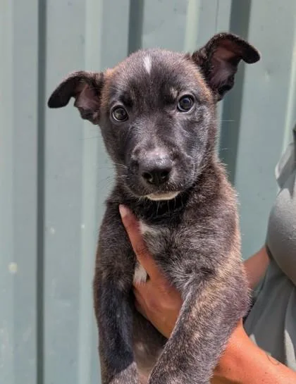 An adult small-sized female Shepherd dog named Clover for adoption in Mansfield, TX