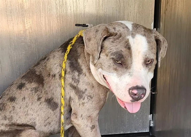 A young medium-sized male American Staffordshire Terrier dog named Danyen for adoption in San Antonio, TX