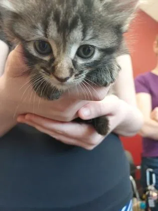 A baby small-sized female Domestic Short Hair cat named Baby Zelda for adoption in Fishers, IN