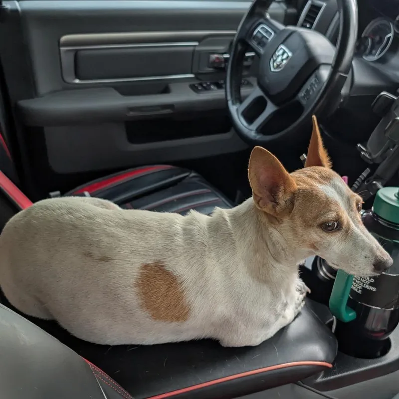 An adult small-sized female White / Cream Chihuahua dog named Mona for adoption in New Orleans, LA