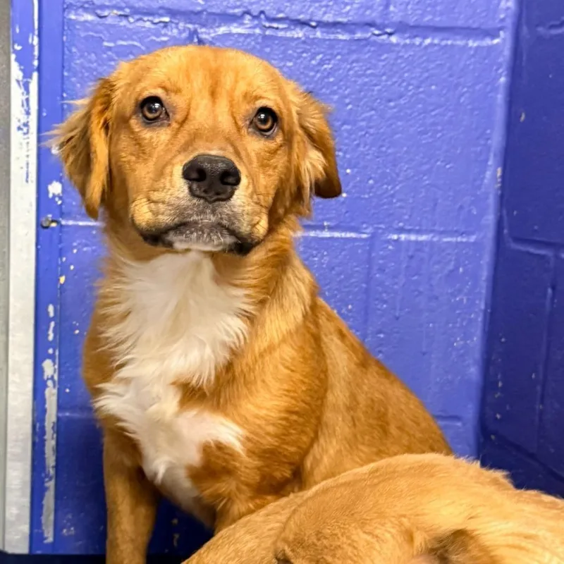A young medium-sized female Golden Retriever dog named CT Sunkeeper for adoption in Eastford, CT
