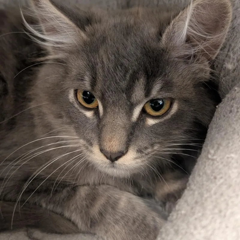A baby small-sized male Gray / Blue / Silver Domestic Short Hair cat named Smokey for adoption in Sonoma, CA