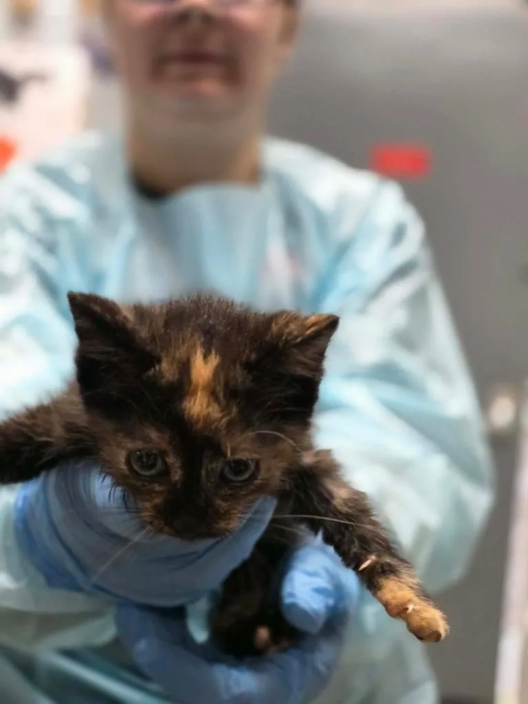 A baby medium-sized female Domestic Short Hair cat named Parsnip for adoption in Huntington, IN