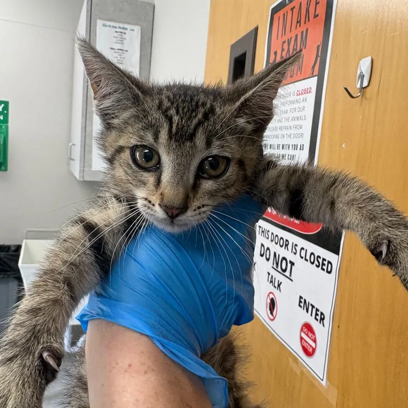A baby small-sized male Brown / Chocolate Domestic Short Hair cat named Spicy Deluxe for adoption in Columbiana, AL