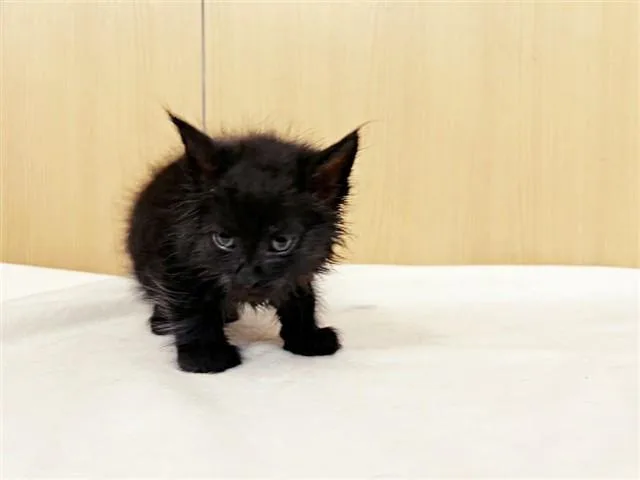 A baby small-sized male Domestic Short Hair cat named Nightfall for adoption in Saint Louis, MO