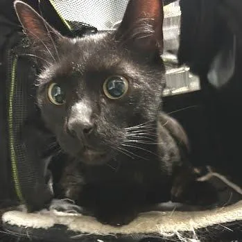 An adult medium-sized male Black Domestic Short Hair cat named Jax for adoption in Chattanooga, TN