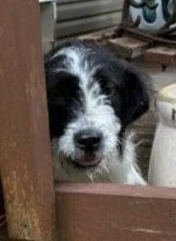 Pup Oreo