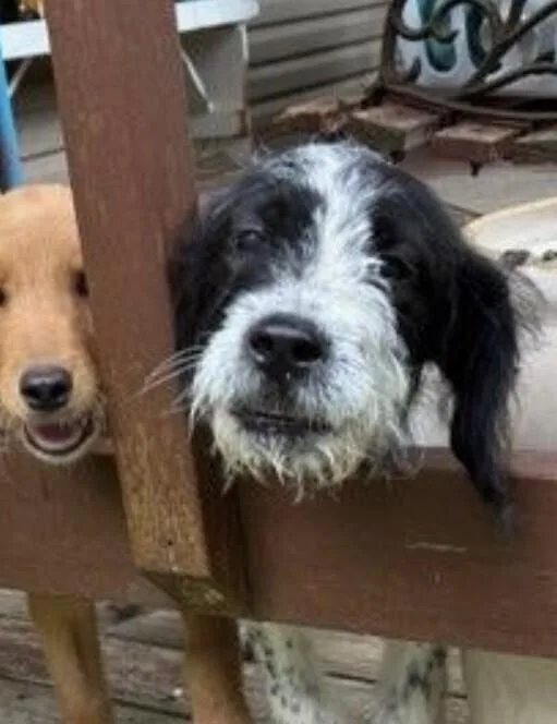 Pup Oreo thumbnail 2
