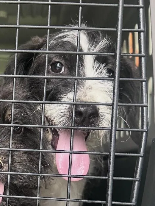 Pup Oreo thumbnail 3