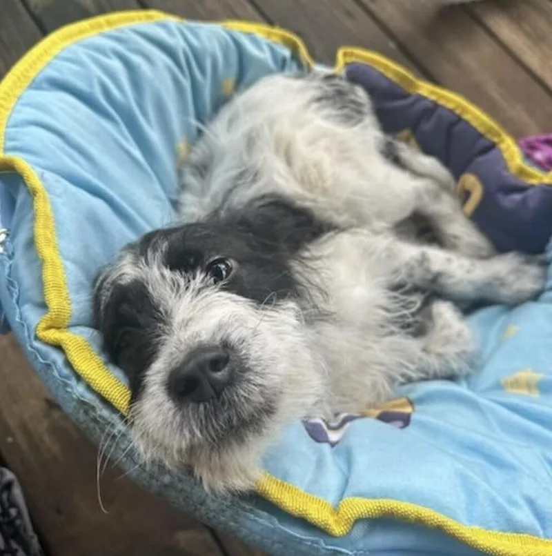 Pup Oreo thumbnail 4